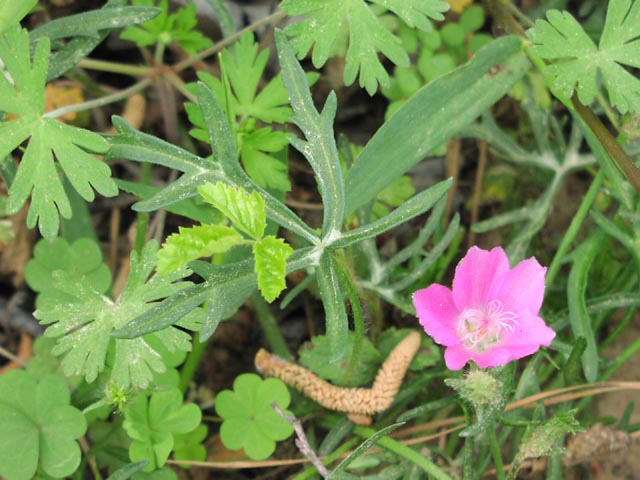 Callirhoe involucrata flowerleaf.jpg (67440 bytes)