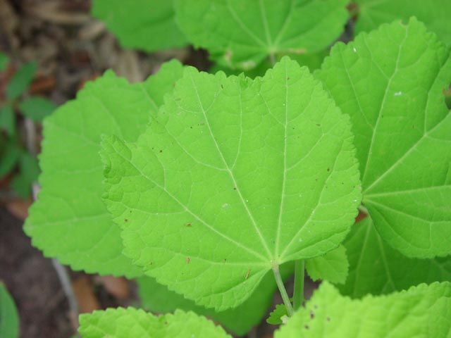 Malvaviscus drummondii leaf.jpg (35167 bytes)