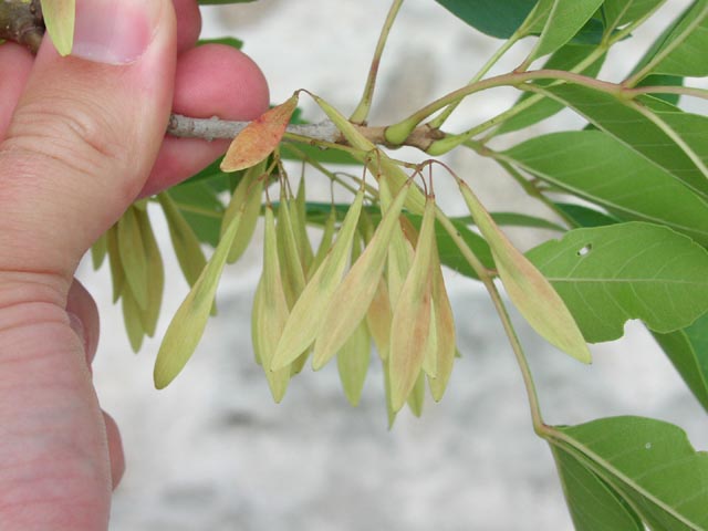 Fraxinus texensis fruits.jpg (42746 bytes)