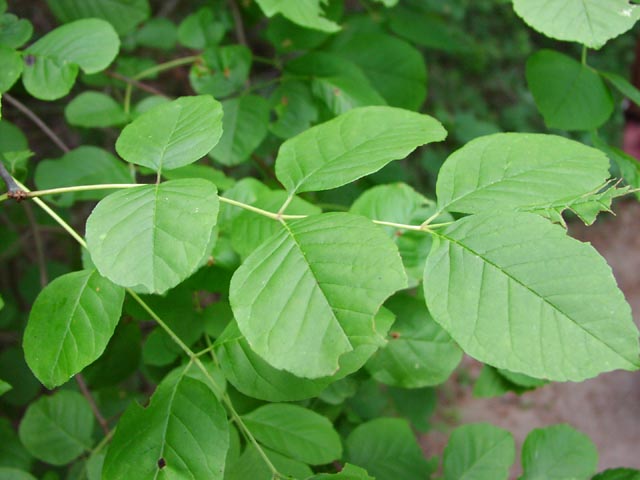 Fraxinus texensis leaf.jpg (48310 bytes)