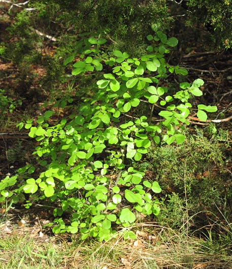 Fraxinus texensis youngtree.jpg (113406 bytes)