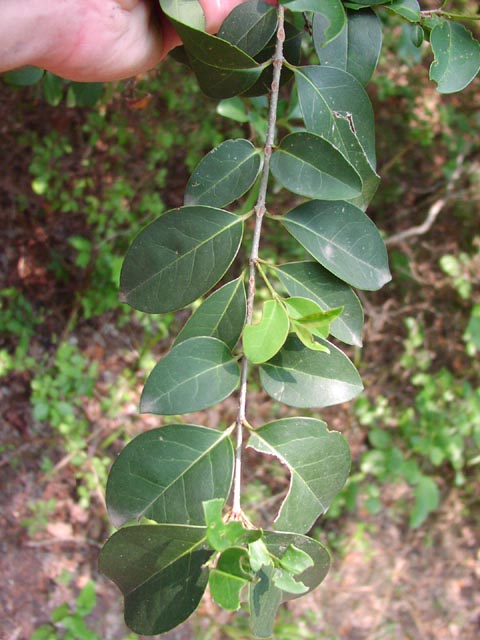 Ligustrum japonicum leafarrangement.jpg (65177 bytes)