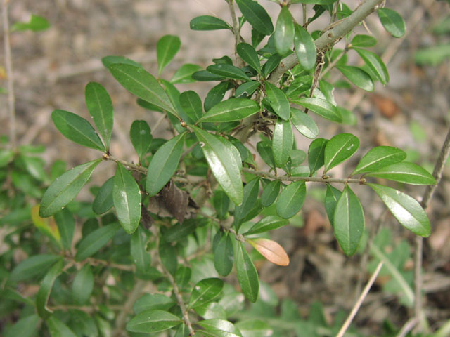 Ligustrum sinense foliage.jpg (76208 bytes)