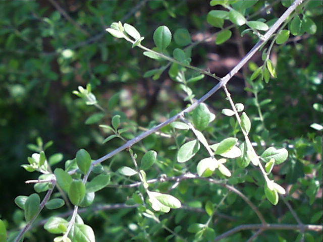forestiera.pubescens.foliage.jpg (59003 bytes)