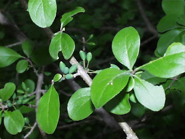 forestiera.pubescens.immfrt.jpg (45193 bytes)