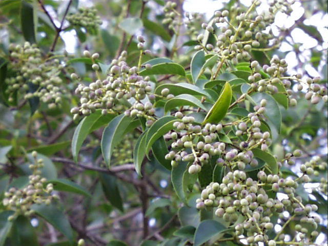 ligustrum.japonicum.frt.jpg (68296 bytes)