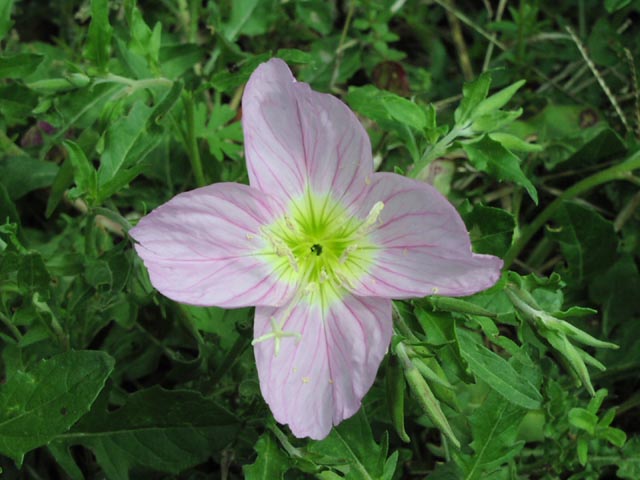 Oenothera speciosa flower2.jpg (56858 bytes)