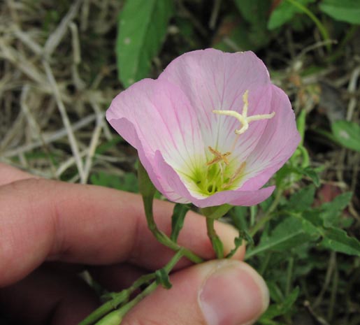 Oenothera speciosa flower3.jpg (35355 bytes)