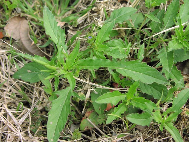 Oenothera speciosa leaves.jpg (93659 bytes)