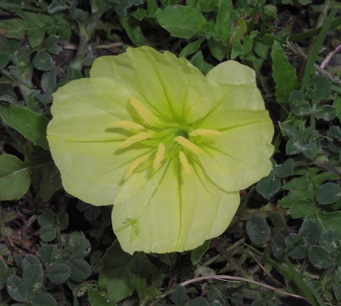 Oenothera triloba flower2.jpg (41109 bytes)