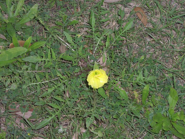 Oenothera triloba habit.jpg (104099 bytes)