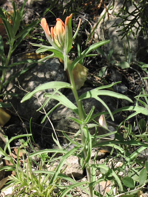 Castilleja purpurea habit.jpg (97555 bytes)