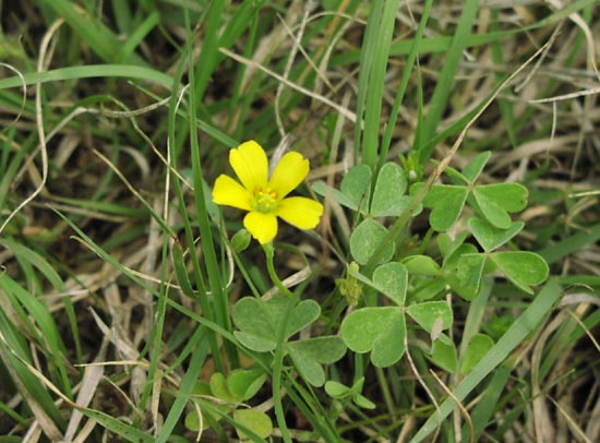 Oxalis dillenii habit1.jpg (58360 bytes)