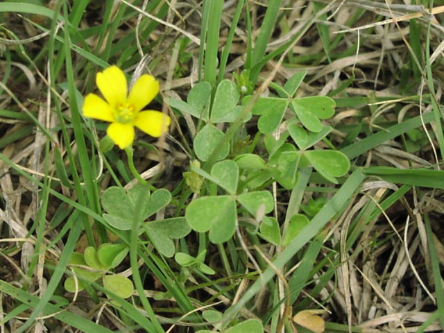 Oxalis dillenii leaves1.jpg (80482 bytes)