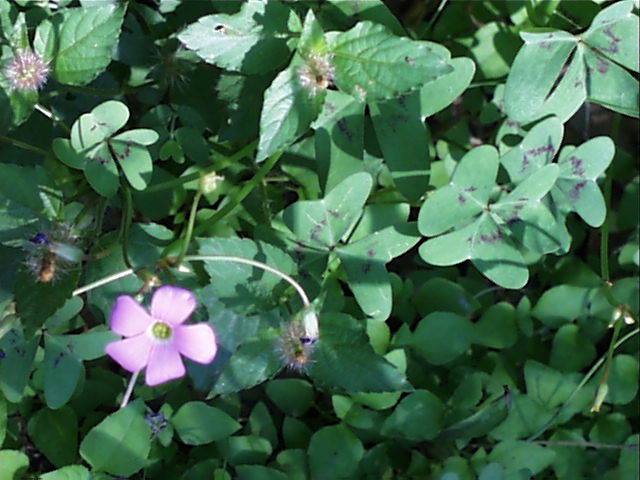 oxalid.oxalis.drummondii.jpg (62624 bytes)