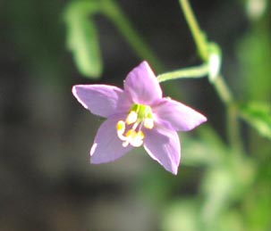 Gilia incisa flower.jpg (13026 bytes)