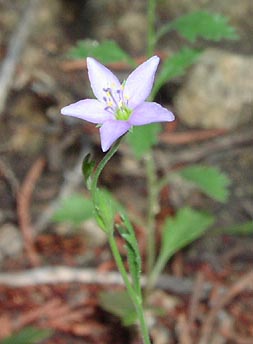 Gilia incisa flower2_sharp.jpg (17996 bytes)