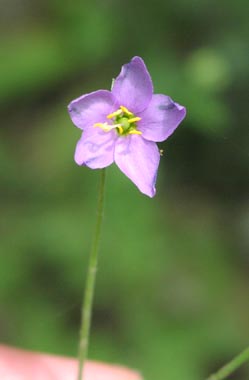 Gilia incisa flower3.jpg (11400 bytes)