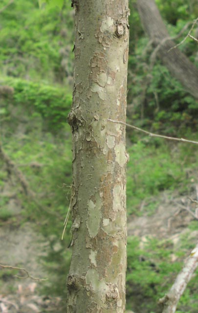 Platanus%20occidentalis%20barkpeeling.jpg