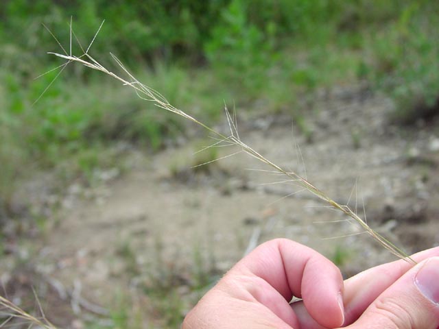 Aristida purpurea fruits3.jpg (37418 bytes)