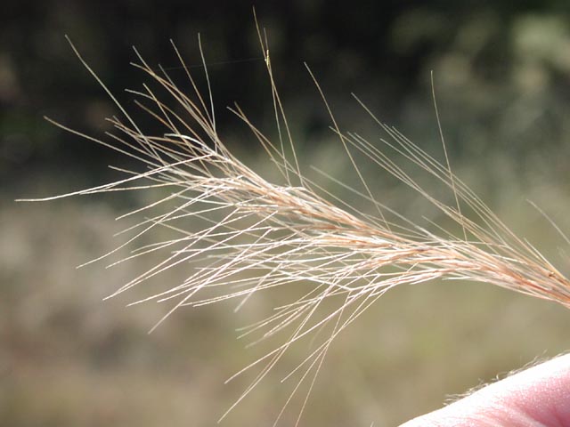 Aristida purpurea fruits4.jpg (47839 bytes)