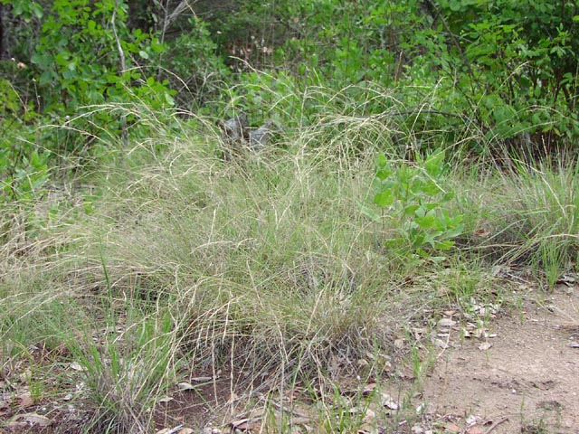 Aristida purpurea habit3.jpg (120523 bytes)