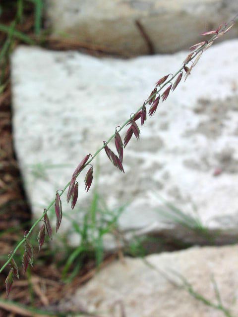 Bouteloua curtipendula spikelets1.jpg (40590 bytes)