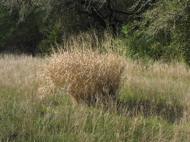 Panicum virgatum habit5.jpg (110398 bytes)