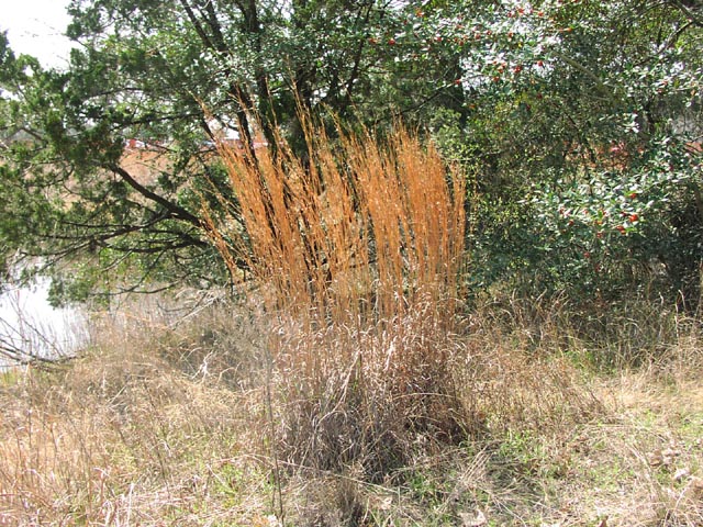 Schizachyrium scoparium fallcolor.jpg (142084 bytes)