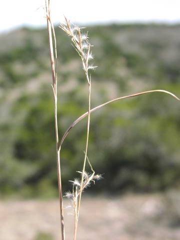 Schizachyrium scoparium fruits2.jpg (20595 bytes)