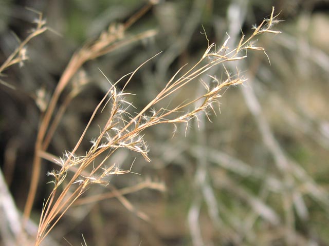 Schizachyrium scoparium fruits3.jpg (47756 bytes)