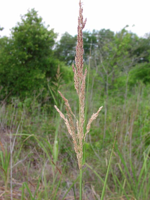 Sorghum halepense inflorescence2.jpg (50741 bytes)