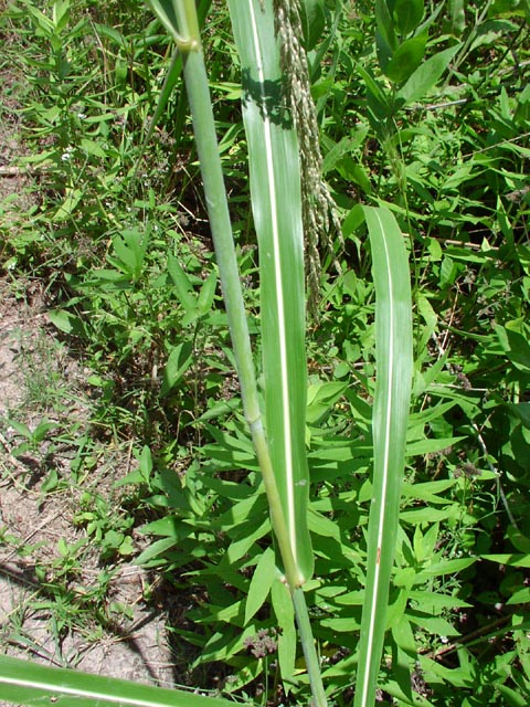 Sorghum halepense leafmidrib.jpg (126825 bytes)