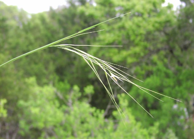 Stipa leucotricha inflorescence.jpg (43141 bytes)