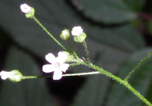 Samolus ebracteatus ssp cuneatus glandularhairs.jpg (33628 bytes)