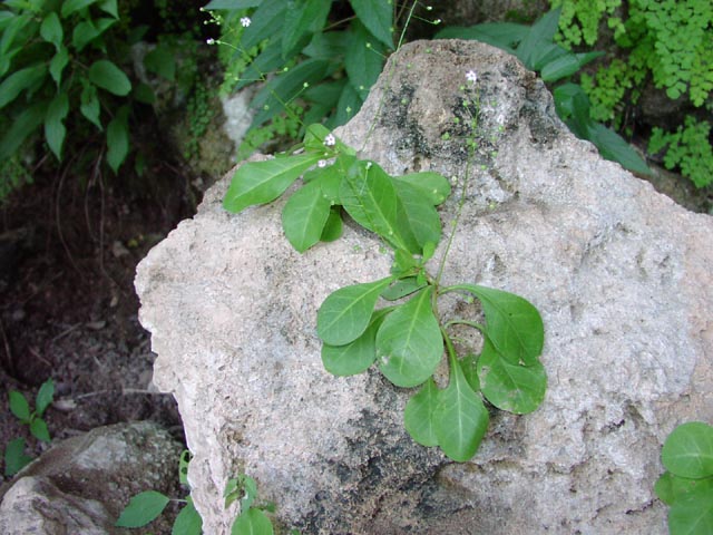 Samolus ebracteatus ssp cuneatus leaves.jpg (81063 bytes)