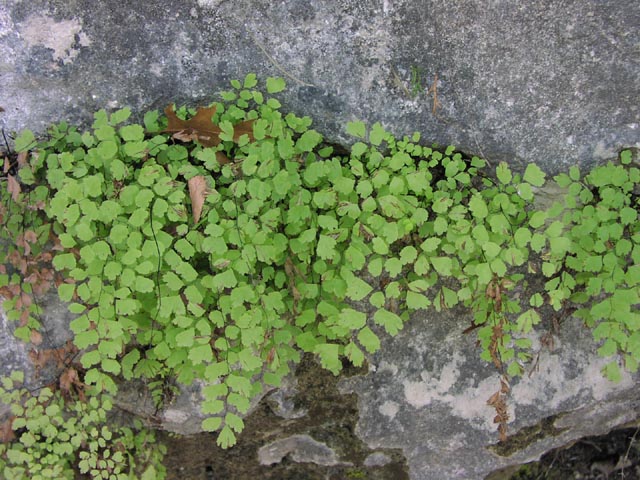 Adiantum capillus-veneris fronds.jpg (102605 bytes)