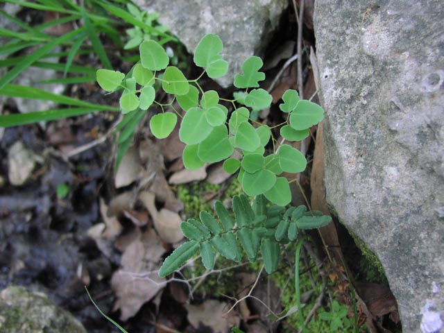 Pellaea ovata and atropurpurea.jpg (68255 bytes)