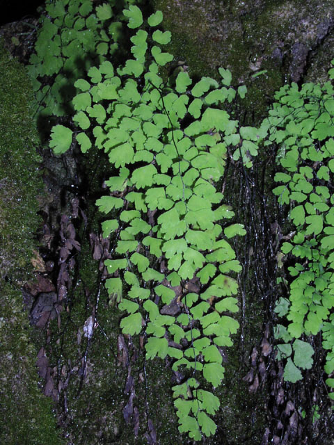 adiantum.capillisveneris.JPG (135207 bytes)