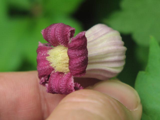 Clematis pitcheri flowercloseup2.jpg (30080 bytes)