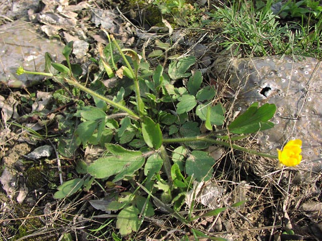 Ranunculus macranthus habit.jpg (129526 bytes)