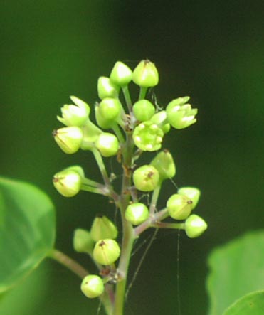 Berchemia scandens flowers.jpg (23320 bytes)