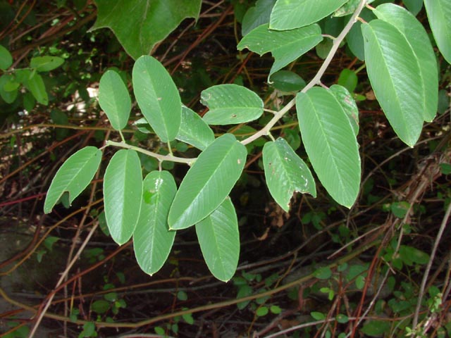 Berchemia scandens leaves8.jpg (71182 bytes)