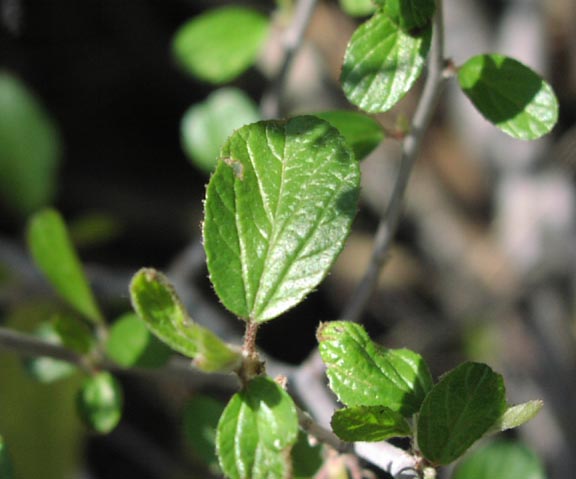 Colubrina texensis youngleaves2.jpg (38653 bytes)