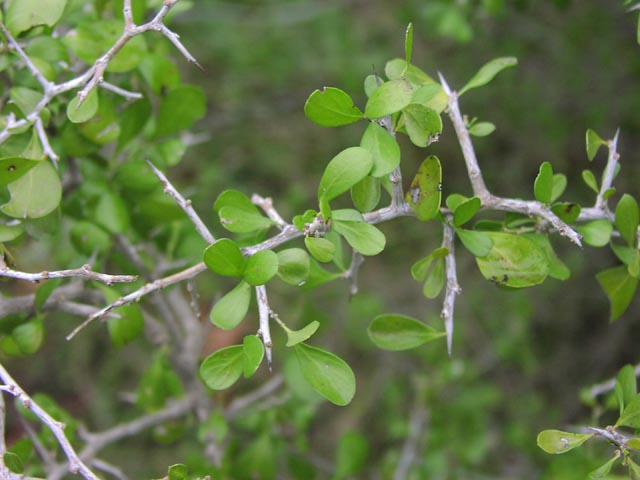 Condalia hookeri thorns.JPG (49024 bytes)