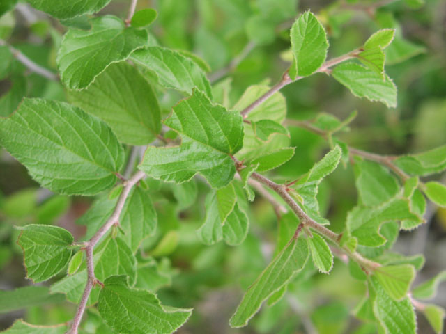 colubrina.texensis.newfoliage.JPG (68338 bytes)