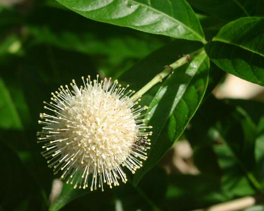 Cephalanthus occidentalis head2.jpg (40693 bytes)