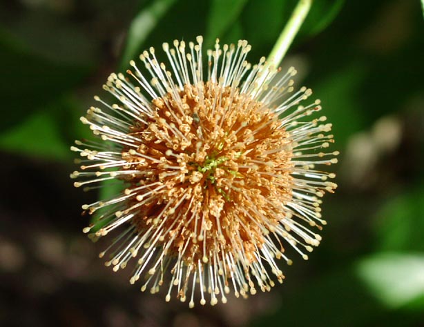 Cephalanthus occidentalis olderhead.jpg (62871 bytes)