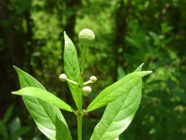 Cephalanthus occidentalis youngheads.jpg (48696 bytes)