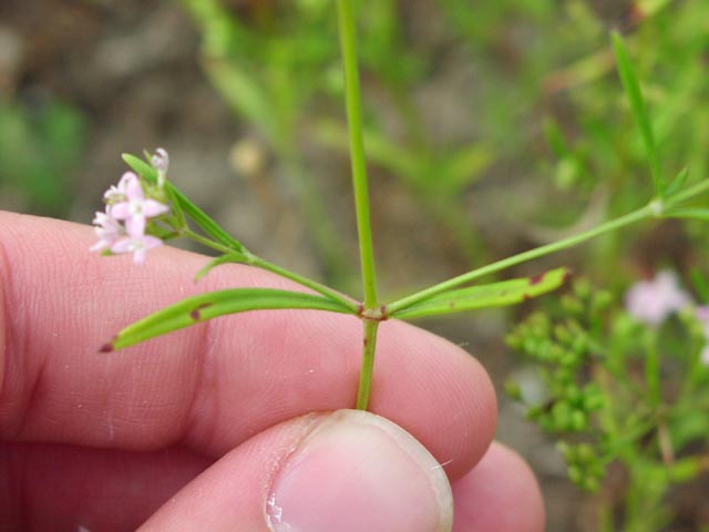 Hedyotis nigricans leaves.jpg (34048 bytes)